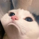 sadcat Discord emoji