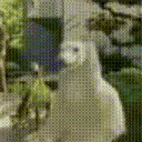 panchii panchii