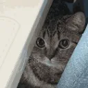 lurkingcat
