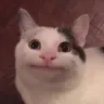 nicecat