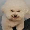 evildoglaugh_mfl