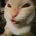 SF_MUHEHE