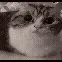 CatYawnExplotano
