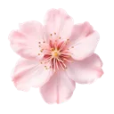 pinkflower