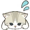 1_catshy