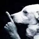 ShhLilPup