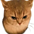 angycat