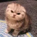 angry_cat