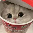 cute_cat