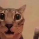 cat_shock