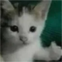 cat_thumpup