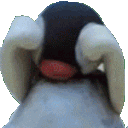 pingacry