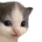 :chat: chat