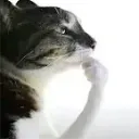 catthink