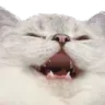 catKek