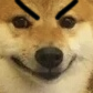 Shiba Inu dog face with thick black angry eyebrows drawn on in a mischievous expression.