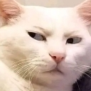 White cat looking sideways with a skeptical and judgmental expression.