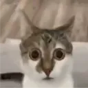 ultrashockedcat