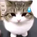 awkwardcat awkwardcat