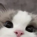 CatCutePeek