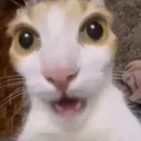 CatShocked