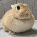 funnylittlebunny
