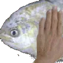 fishpat