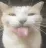 cat_silly