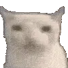 catblink
