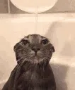 CatShower