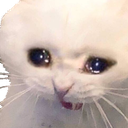 :cat_CryCat: