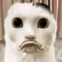 CatFrown
