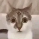 CatScared