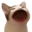 popCat