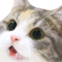 Cat_stare Discord sticker | SOUL ⚔ SOCIETY