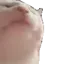 catJAM catJAM