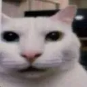 starecat