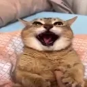 kittyrants