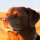 __