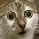 CatStare CatStare