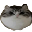 what_