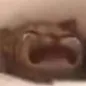WaaaCat