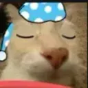 tonotosleep