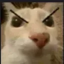tonotoangry