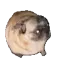 pugJAM