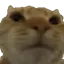 NoNo