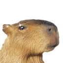 capywhat