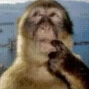 UnsureMonkey