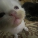 emoji_101 Discord Emoji | Invictus