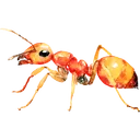 ant